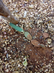Tacinga palmadora