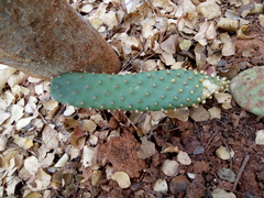 Tacinga palmadora