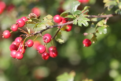 Crataegus monogyna