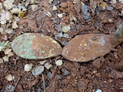 Tacinga palmadora