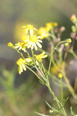 Senecio inaequidens