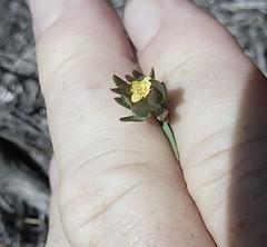 Gnidia juniperifolia