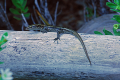 Emoia atrocostata