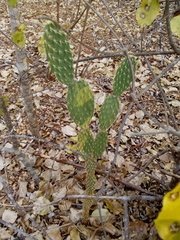 Tacinga palmadora