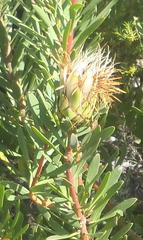 Protea lanceolata