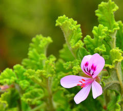 Pelargonium panduriforme