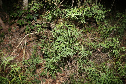 Image of Opercularia aspera by (c) Greg Tasney, some rights reserved (CC BY-SA)