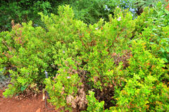 Pelargonium panduriforme