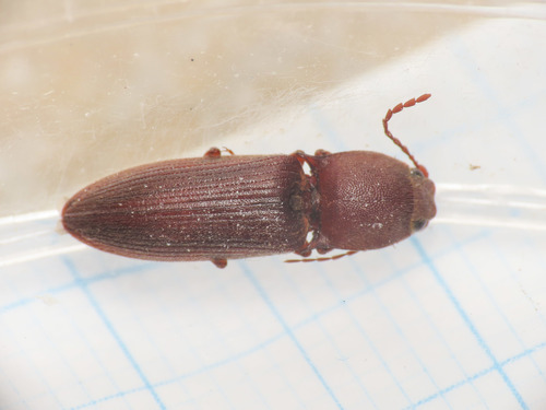 Harminius spiniger