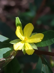 Hibbertia hexandra
