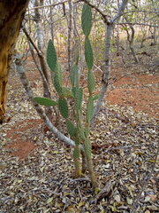 Tacinga palmadora