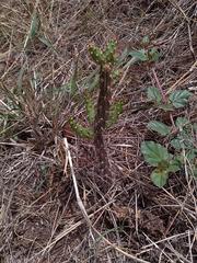 Opuntia salmiana
