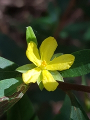 Hibbertia hexandra