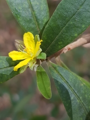 Hibbertia hexandra