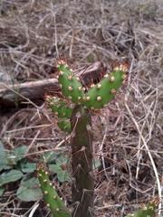 Opuntia salmiana