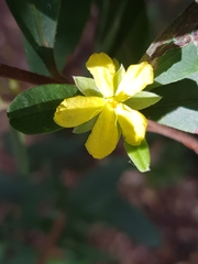 Hibbertia hexandra
