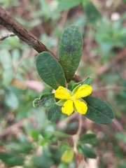 Hibbertia hexandra