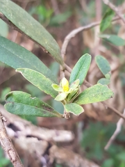 Hibbertia hexandra