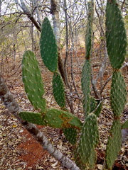 Tacinga palmadora