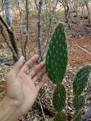 Tacinga palmadora