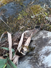 Pharypia nitidiventris