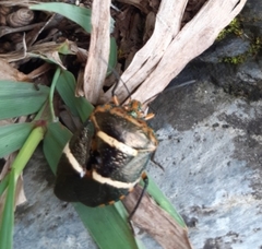 Pharypia nitidiventris