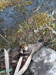 Pharypia nitidiventris