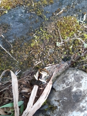 Pharypia nitidiventris