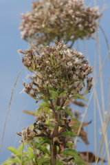 Eupatorium cannabinum