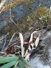 Pharypia nitidiventris