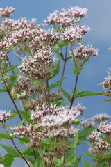 Eupatorium cannabinum