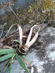 Pharypia nitidiventris