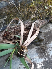 Pharypia nitidiventris