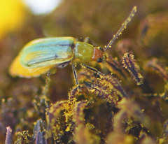 Diabrotica longicornis