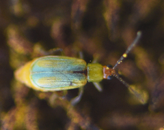 Diabrotica longicornis