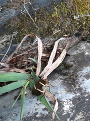 Pharypia nitidiventris