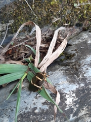 Pharypia nitidiventris