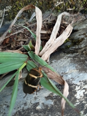 Pharypia nitidiventris