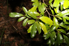 Beilschmiedia elliptica