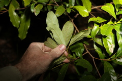 Beilschmiedia elliptica