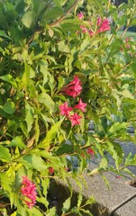 Weigela hortensis