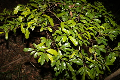 Beilschmiedia elliptica