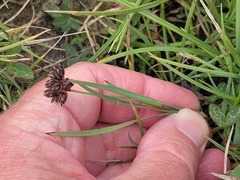 Juncus falcatus