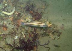 Pomadasys striatus