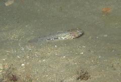 Caffrogobius nudiceps