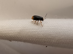 Cryptocephalus chrysopus