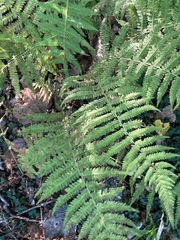 Deparia
