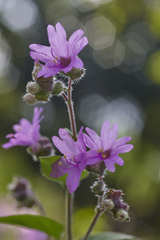 Mirabilis violacea