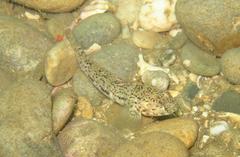 Caffrogobius nudiceps