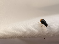 Cryptocephalus chrysopus